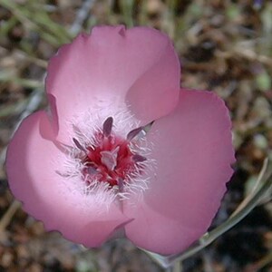 Wenskaarten, inheemse bloemen, wilde bloemen - 6 stuks