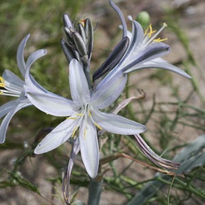 Cartes de voeux, fleurs indigènes, fleurs sauvages emballage de 6