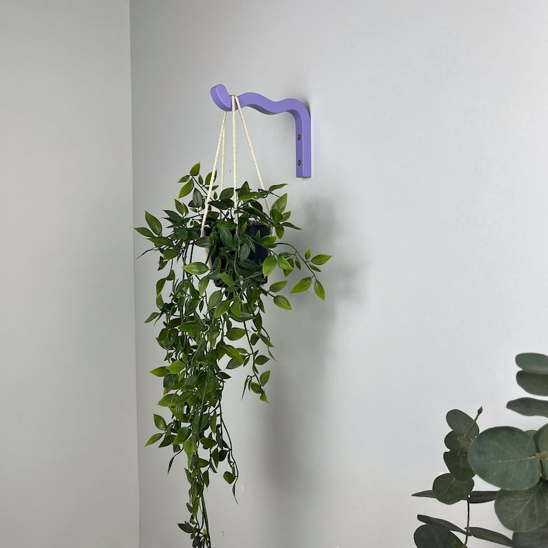 May include: A lavender-colored wooden plant hanger with a curved design, mounted on a white wall. A hanging plant with green leaves is suspended from the hanger.