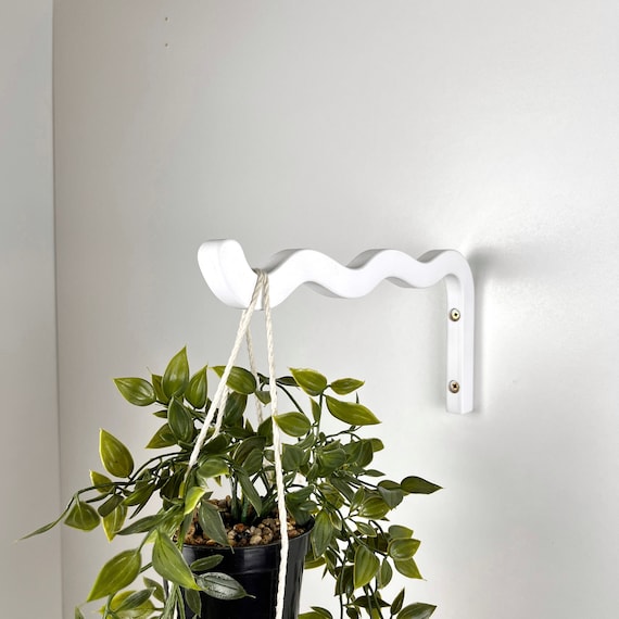 ficus plant indoor Ficus Robusta Variegata – Adplants main image 1