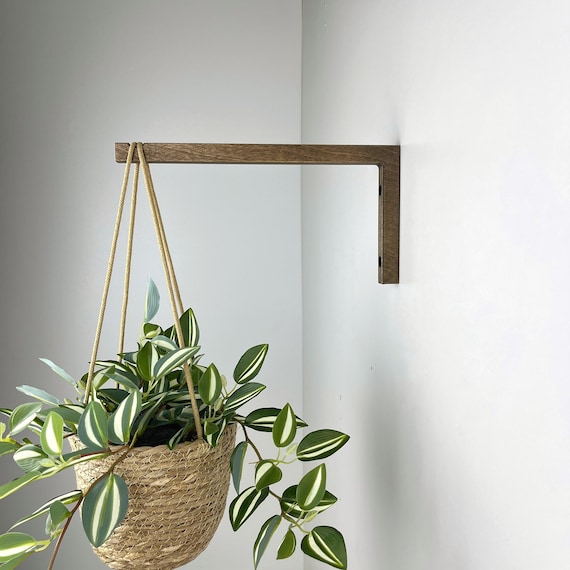 buy philodendron brandtianum Philodendron brandtianum main image 0