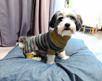 May include: A small, white and grey dog wearing a striped jumper in shades of purple, yellow, and green. The dog is sitting on a blue cushion.