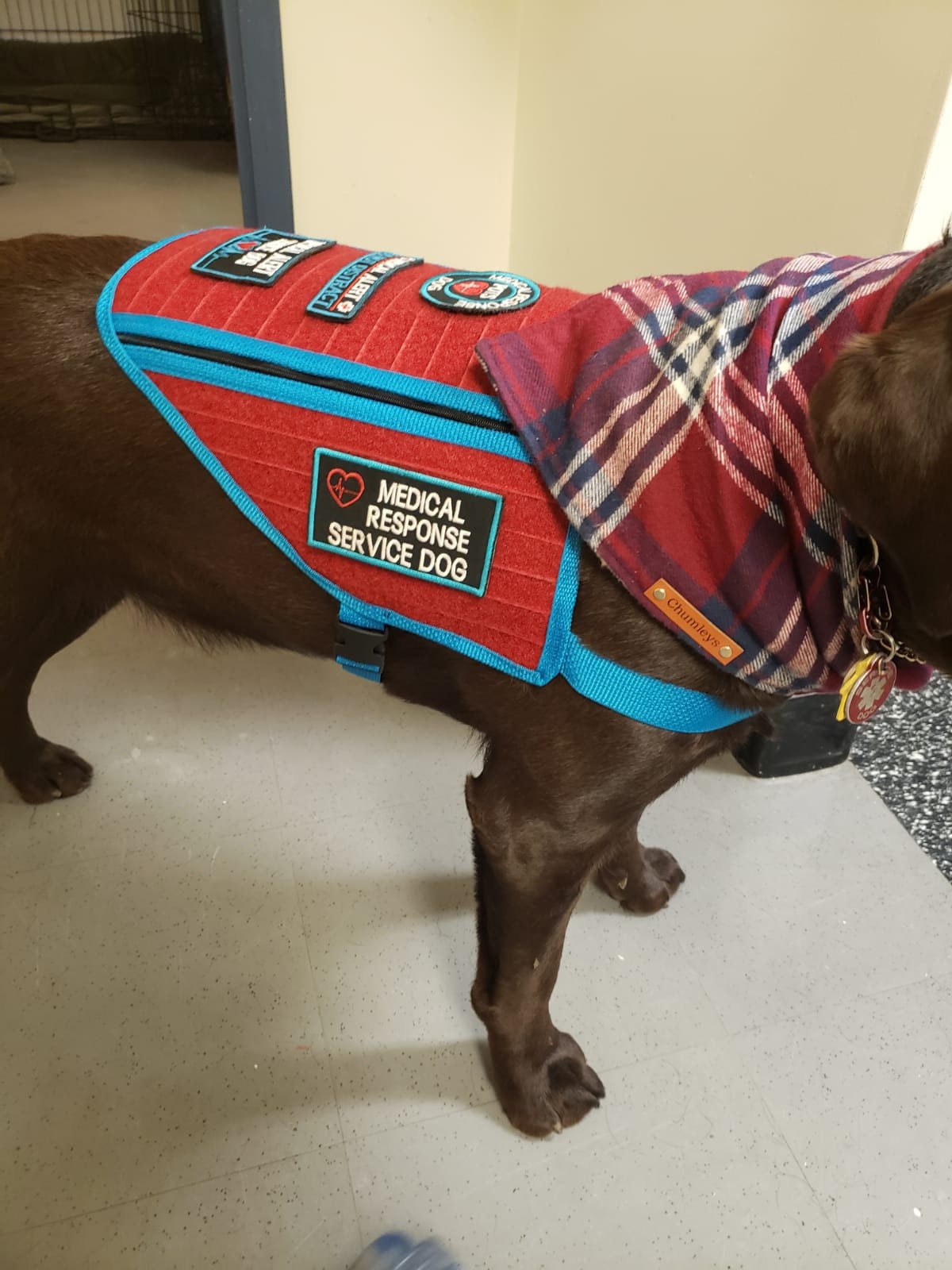 Hook and Loop Tactical Patch Vest with POCKETS for Service Dog Etsy
