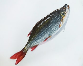 Könnte beinhalten: Ein Aquarellbild eines silbernen und roten Fisches auf weißem Hintergrund.