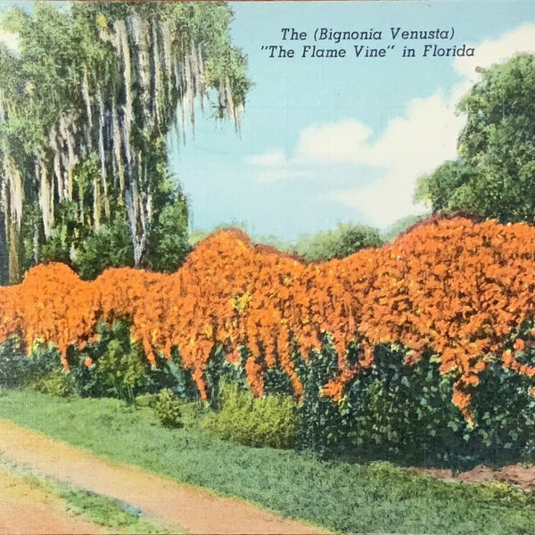 Orlando Florida 1940s Vintage Souvenir Postcard, Vintage Florida Artwork, Nature Photography, Small Art - Antique Posted Linen Post Card