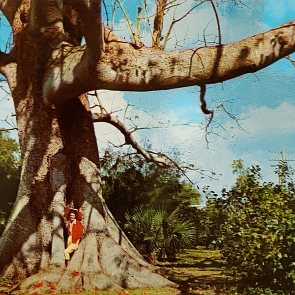 Clearwater Florida Postcard, Kapok Tree, Old Florida Vacation Souvenirs, Vintage Unused Blank Post Cards - Florida Photography Art Print