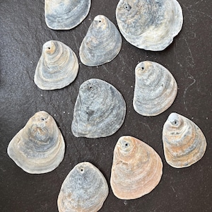 Pre-Drilled flat Oyster Shells: set of 5 or 10. Ready to decoupage #craftsupplies