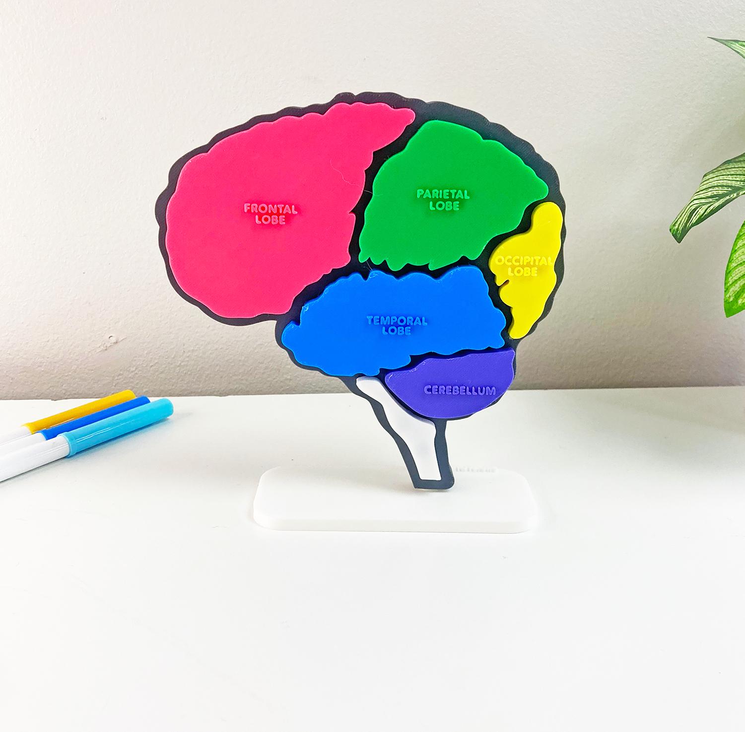 Brain Anatomy Model – Hands-On Learning Puzzle and Display - STEM For Kids - Montessori