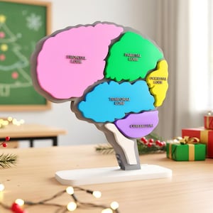 Brain Anatomy Model – Hands-On Learning Puzzle and Display - STEM For Kids - Montessori