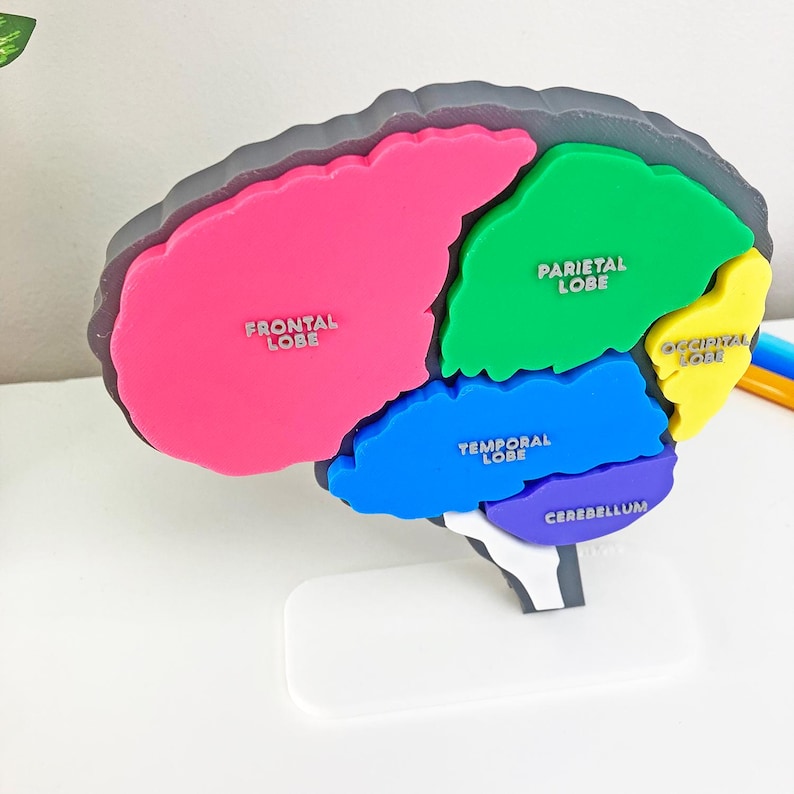 Brain Anatomy Model – Hands-on Learning Puzzle and Display - STEM for ...