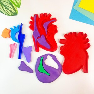 May include: A collection of colorful, anatomical heart models in red, purple, blue, pink, and orange. The heart models are designed to be assembled, showcasing different parts of the human heart. The pieces are arranged on a white surface.