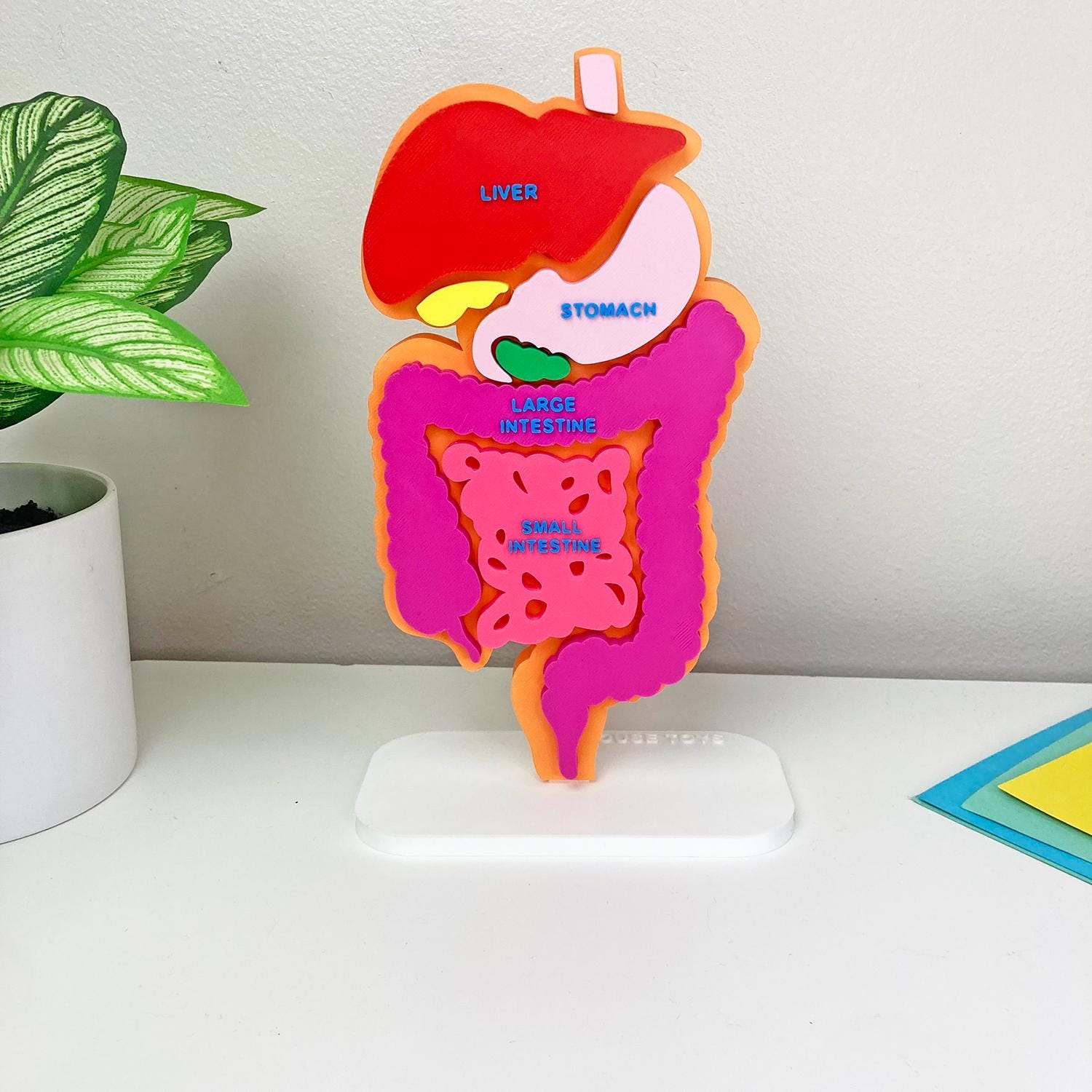 Anatomy digestive system - Etsy België, image size:1500x1500