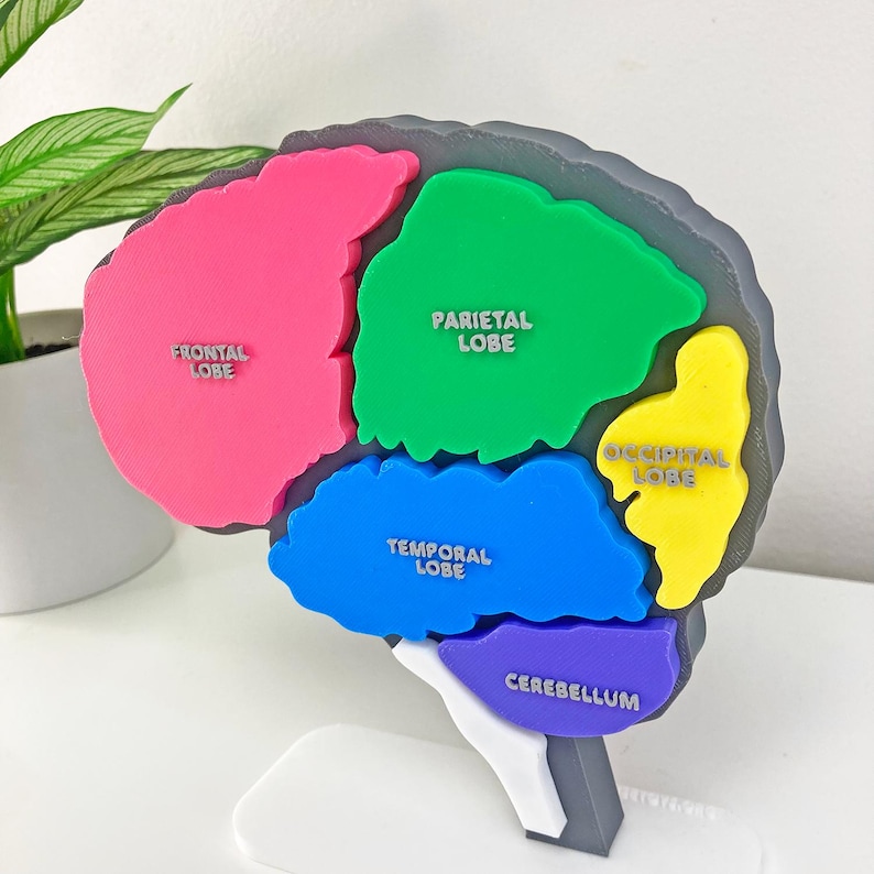 Brain Anatomy Model – Hands-on Learning Puzzle and Display - STEM for ...
