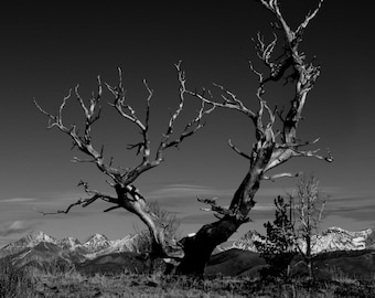 Lone Tree, Pioneer Mountains, Idaho | Landscape Photography | Photographic Print, Canvas, Metal | Fine Art | Wall Decor |