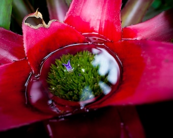 Flower Detail, Costa Rica | Landscape Photography | Photographic Print, Canvas, Metal | Fine Art | Wall Decor |