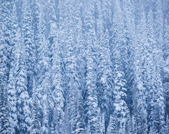 Snow Storm | Snow Covered Trees | Landscape Photography | Photographic Print, Canvas, Metal | Fine Art | Wall Decor | Detail