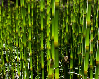 Equisetum-Hyemale, Horsetail Detail| Landscape Photography | Photographic Print, Canvas, Metal | Fine Art | Wall Decor |