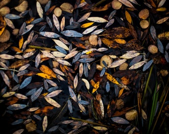 Fall Leaves in Water, Detail | Landscape Photography | Photographic Print, Canvas, Metal | Fine Art | Wall Decor |