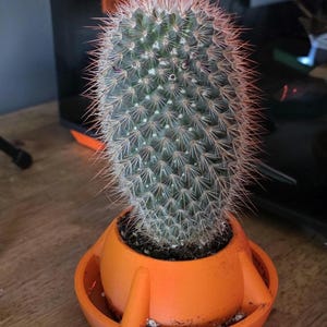 Self watering plan pot