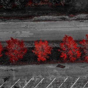 Peut inclure: Vue a&eacute;rienne d'une rang&eacute;e de cinq arbres aux feuilles rouges sur un fond gris. Les arbres sont r&eacute;guli&egrave;rement espac&eacute;s et semblent &ecirc;tre align&eacute;s.