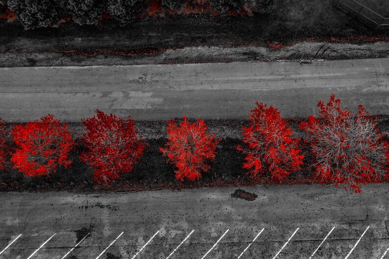 Peut inclure: Vue a&eacute;rienne d'une rang&eacute;e de cinq arbres aux feuilles rouges sur un fond gris. Les arbres sont r&eacute;guli&egrave;rement espac&eacute;s et semblent &ecirc;tre align&eacute;s.