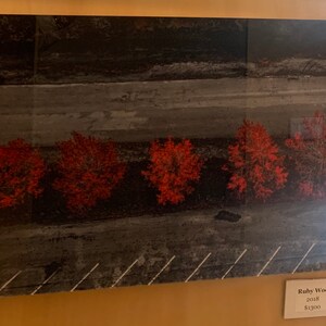 Peut inclure: Une photographie d'une rang&eacute;e de cinq buissons rouges devant une surface de b&eacute;ton grise. Les buissons sont espac&eacute;s de mani&egrave;re &eacute;gale et semblent &ecirc;tre taill&eacute;s. L'image est en noir et blanc, &agrave; l'exception des buissons rouges.