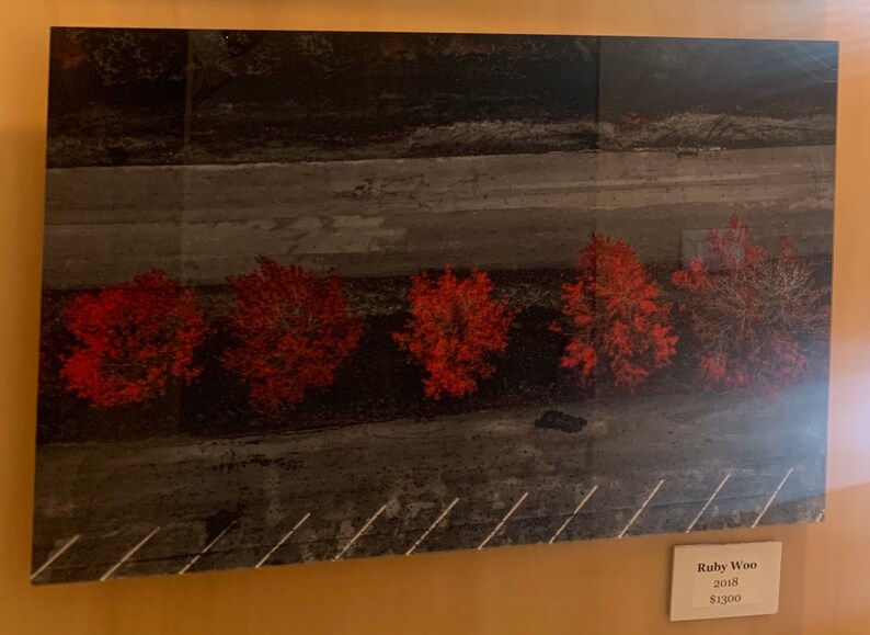 Peut inclure: Une photographie d'une rang&eacute;e de cinq buissons rouges devant une surface de b&eacute;ton grise. Les buissons sont espac&eacute;s de mani&egrave;re &eacute;gale et semblent &ecirc;tre taill&eacute;s. L'image est en noir et blanc, &agrave; l'exception des buissons rouges.