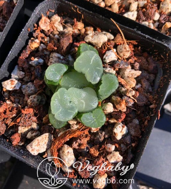 Haworthia 'Yuki Keshiki' Splendens Succulent Plant in 3" Pot