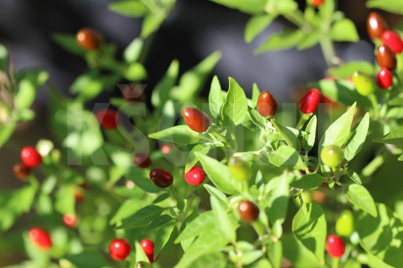 Bird's Eye Baby Hot Chili Pepper 8 Seeds Capsicum Annuum Etsy