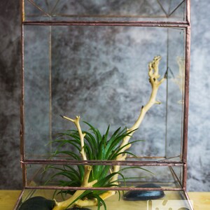 Wardian case. Closed Terrarium. Stained Glass Planter. Geometric Decor. Geometric Terrarium. Terrarium. Terrarium Container image 2