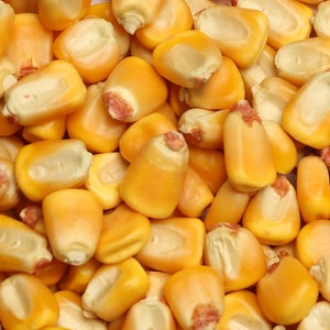 10 Pounds of Whole Corn for Mushroom Grain Spawn