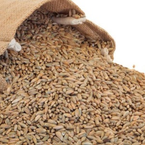 Basswood Farms 10 pounds of Fresh Organic Rye Berries