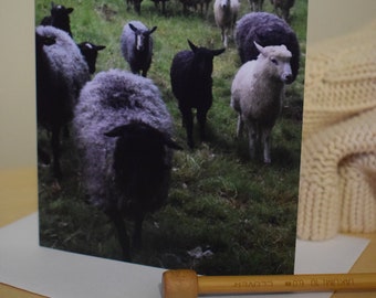 Flock of sheep blank greeting card