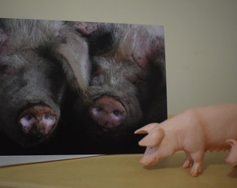 Pair of Pigs blank greeting card