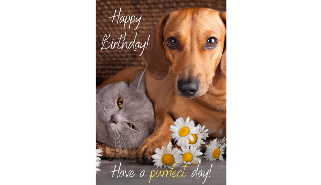 dog and cat happy birthday Images High Quality Grahic Happy Birthday Cat and Dog Greeting Card, Cute, Grey Cat Sausage Dog ...