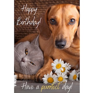 Tarjeta de felicitación de feliz cumpleaños para gato y perro, lindo, perro salchicha de gato gris, cumpleaños, celebración, gato, gatito, perro, dueño de un cachorro