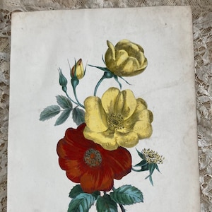19 世紀フランスの見事な花のリトグラフ 1865 年