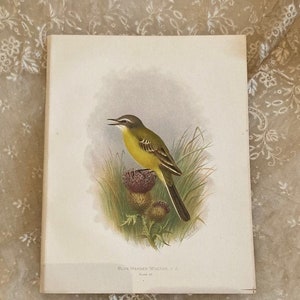 Belles grandes assiettes colorées anciennes Oiseaux de Grande-Bretagne et d'Irlande
