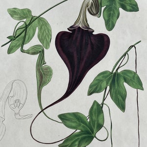 1836 Hand-Colored Botanical Engraving, Aristolochia Hifida Illustration