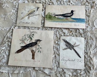 Four sweet 19th Century Antique Watercolour paintings of birds