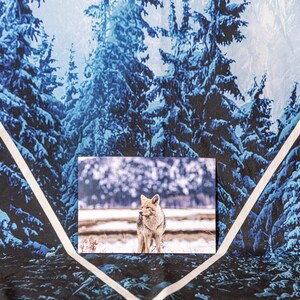 Carte postale de la faune du coyote