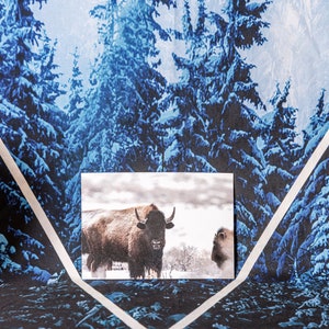Carte postale de la faune du bison