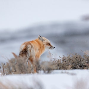 Hunter in the Tundra, a Photographic Print