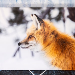 The Foxes Piercing Gaze Canvas Print