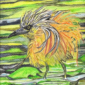 Sgarza ciuffetto