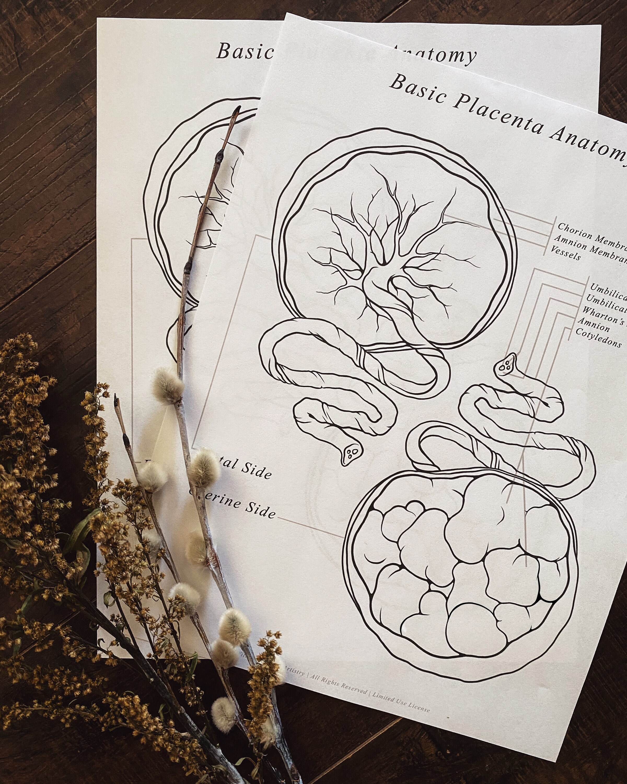 Basic Placenta Anatomy PRINTABLE Handout For Professionals Etsy
