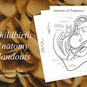 Value Anatomy Bundle | INSTANT DOWNLOAD Handouts for Professionals- Pregnancy, Placenta, Doula, Childbirth, Midwife, Colouring, Breast