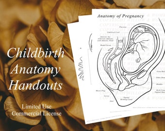 Value Anatomy Bundle | INSTANT DOWNLOAD Handouts for Professionals- Pregnancy, Placenta, Doula, Childbirth, Midwife, Colouring, Breast