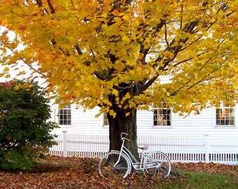 Photography Prints, Wall Art, Photos, Matted Print, Tree Scene, Bike, Fall