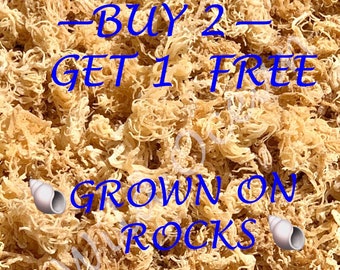 Sea Moss WILDCRAFTED St Lucia Pride Sea Moss BUY 2 Get 1 FREE 100% Real Seamoss